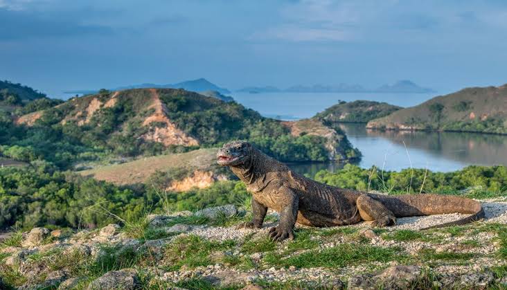 Komodo Island